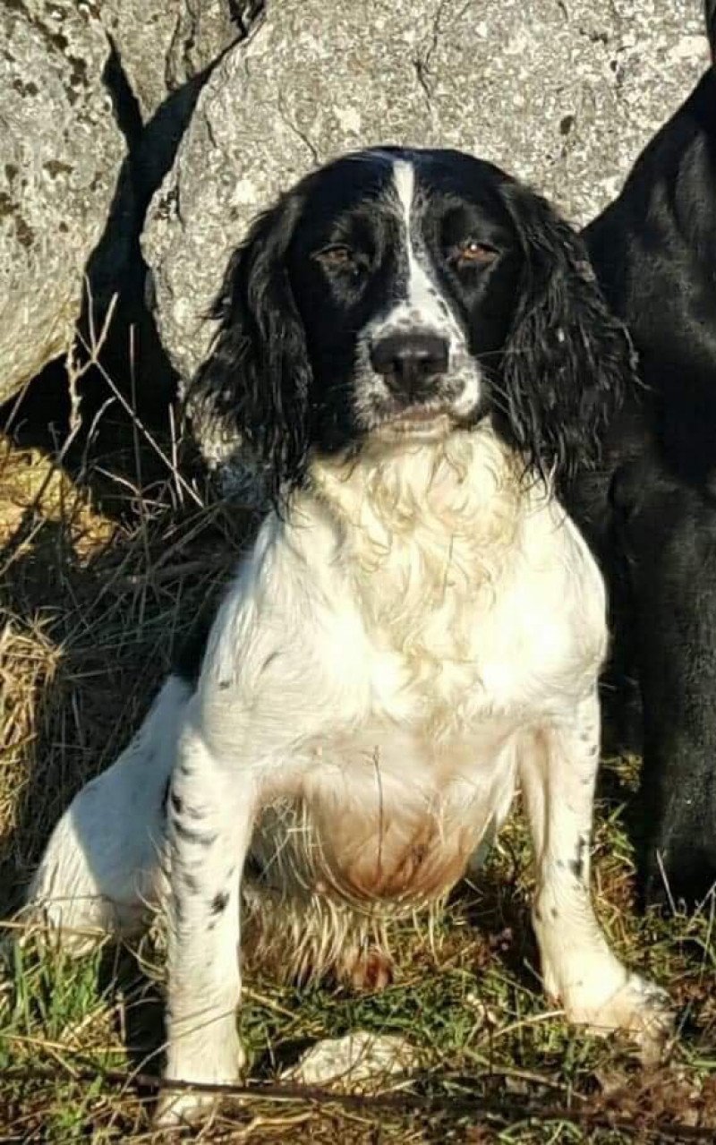 Masters of water Loca dit LARA Femelle English springer spaniel