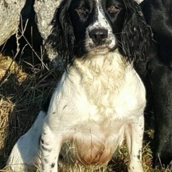 Masters of water Loca dit LARA Femelle English springer spaniel