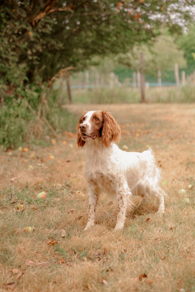 Pitch des Vallées de Galway Femelle English springer spaniel