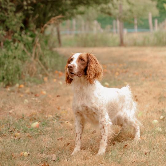 Pitch des Vallées de Galway Femelle English springer spaniel