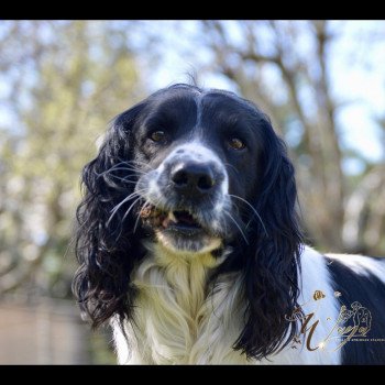 Puck OF GLHARAMA Mâle English springer spaniel