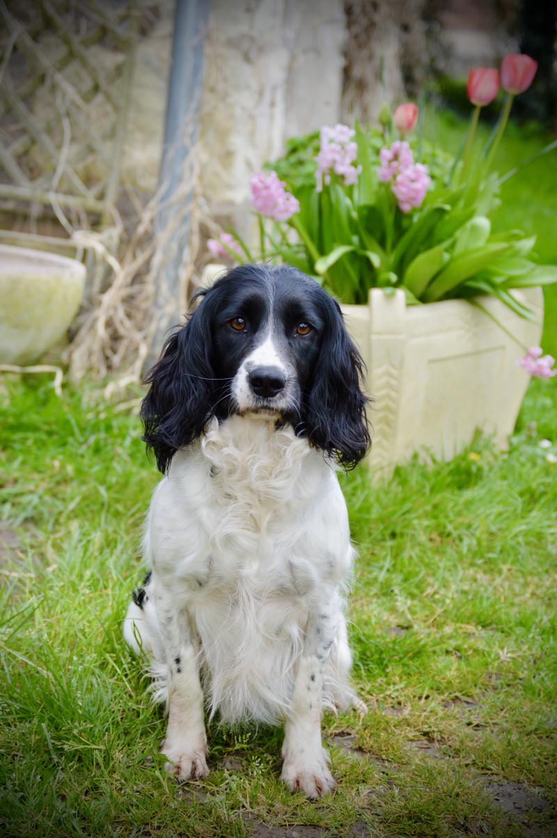 Waya TINA TURNER Femelle English springer spaniel