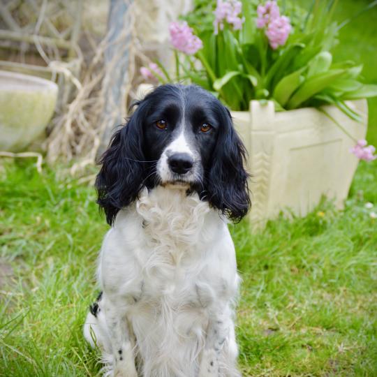 Waya TINA TURNER Femelle English springer spaniel