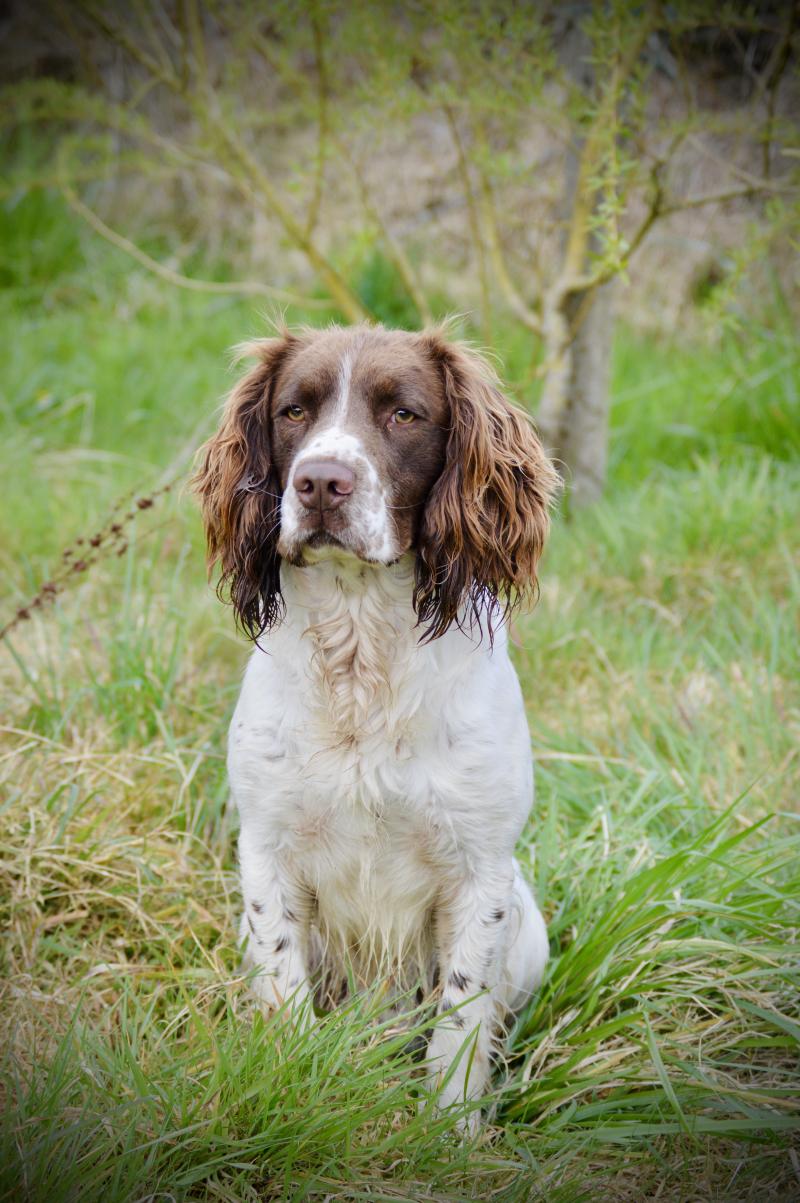 brush master Mâle English springer spaniel
