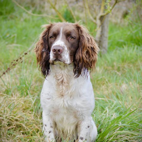 brush master Mâle English springer spaniel