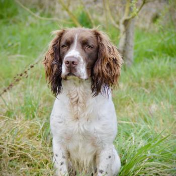 chien English springer spaniel Marron panaché blanc u'one Elevage WAYA