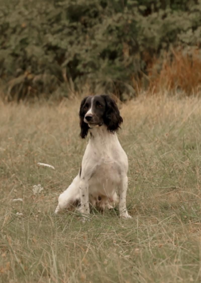 Waya Rawen Femelle English springer spaniel
