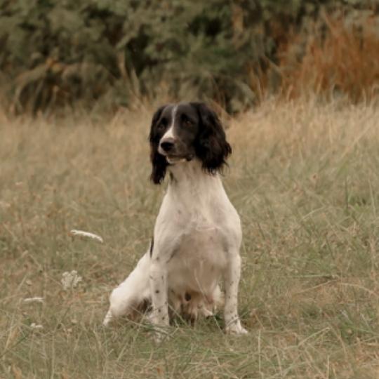 Waya Rawen Femelle English springer spaniel