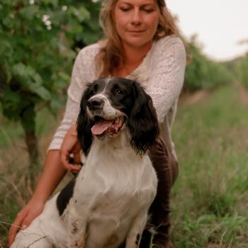 chien English springer spaniel noir panaché blanc waya Vampa Elevage WAYA