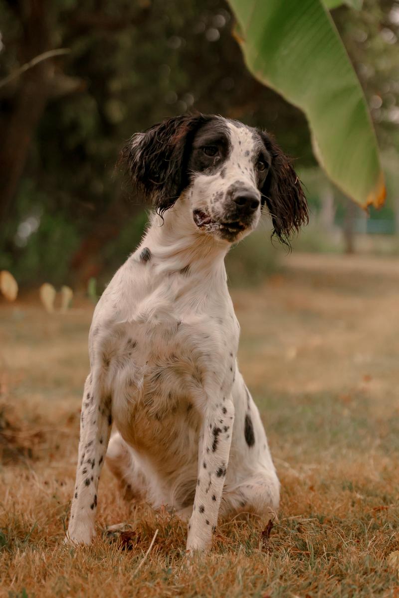 Waya waya viti Femelle English springer spaniel