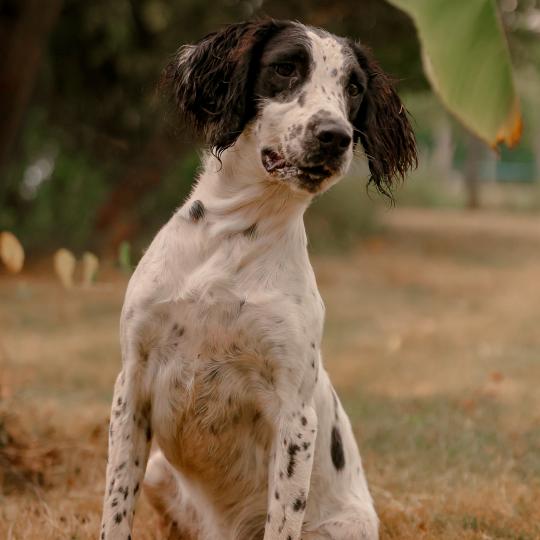 Waya waya viti Femelle English springer spaniel