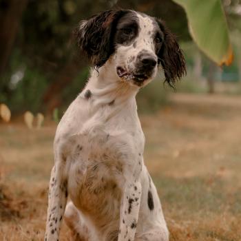 chien English springer spaniel waya viti Elevage WAYA