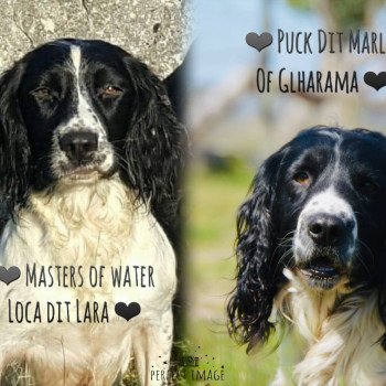 Portée Lara ❤ Marley 2022